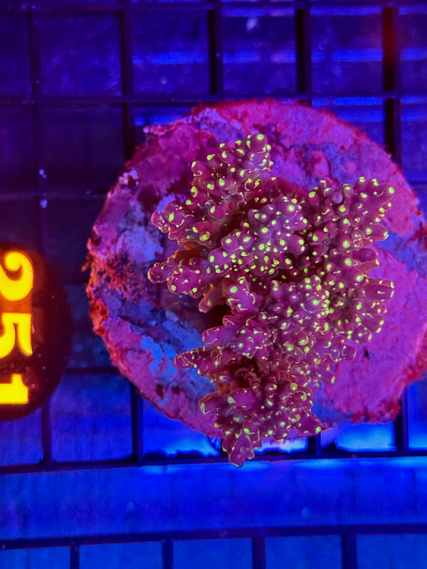 Episode 536 Live Sale Orange Tag #251 ACRO COLONY