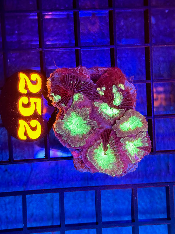 Episode 536 Live Sale Orange Tag #252 BLASTO COLONY