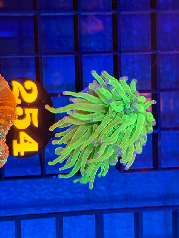 Episode 536 Live Sale Orange Tag #254 ULTRA TODDS TORCH