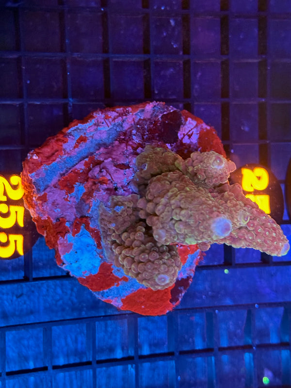 Episode 536 Live Sale Orange Tag #255 ACRO COLONY