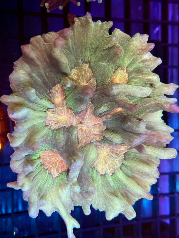 Episode 536 Live Sale Orange Tag #256 PECTINIA CORAL