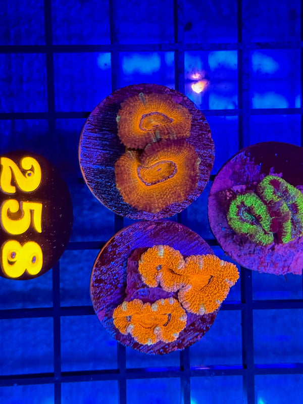 Episode 536 Live Sale Orange Tag #258 3 LOT ACAN PACK