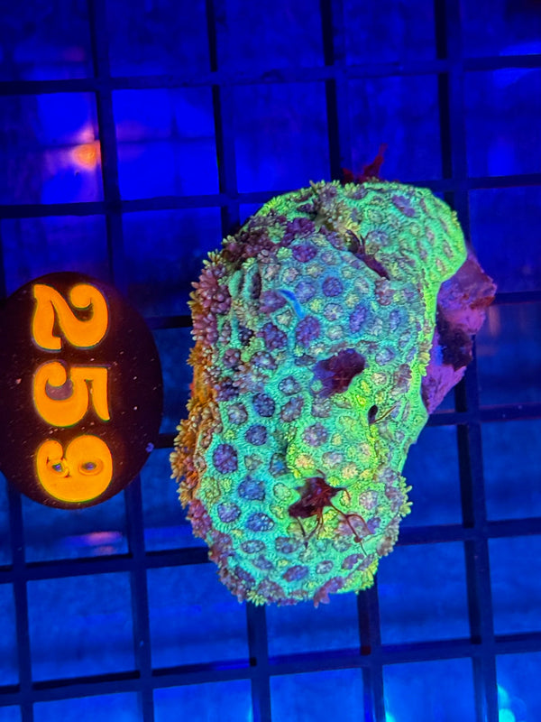 Episode 536 Live Sale Orange Tag #259 FLOWERPOT COLONY