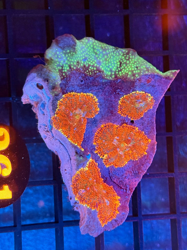 Episode 536 Live Sale Orange Tag #261 MUSHROOM COLONY