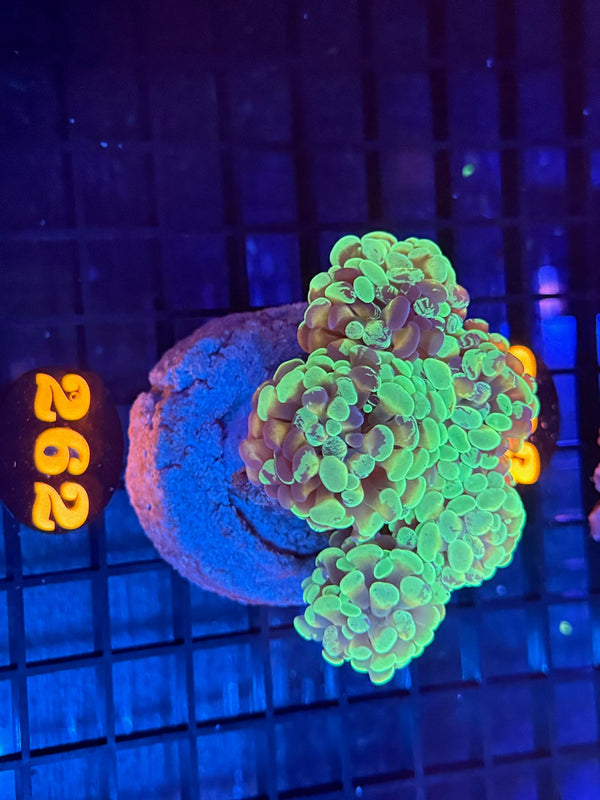 Episode 536 Live Sale Orange Tag #262 BRANCHING HAMMER COLONY