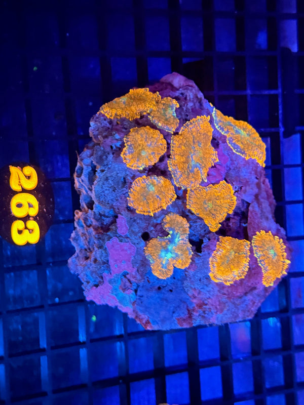 Episode 536 Live Sale Orange Tag #263 MUSHROOM COLONY