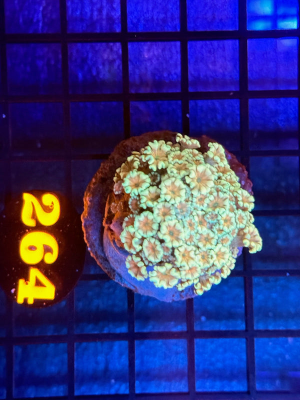 Episode 536 Live Sale Orange Tag #264 MULTI COLOR FLOWERPOT