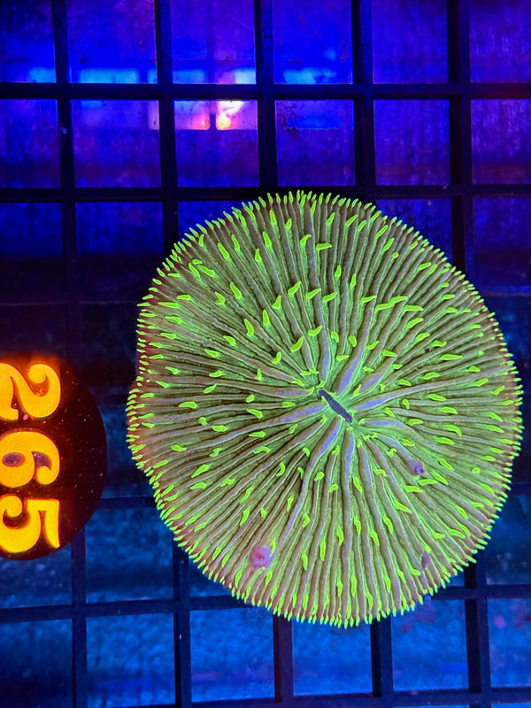 Episode 536 Live Sale Orange Tag #265 GREEN PLATE CORAL