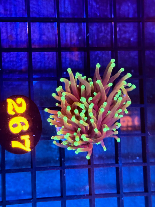 Episode 536 Live Sale Orange Tag #267 DRAGON SOUL TORCH