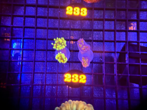 Episode 536 Live Sale Orange Tag #232 2 LOT TORCH PACK