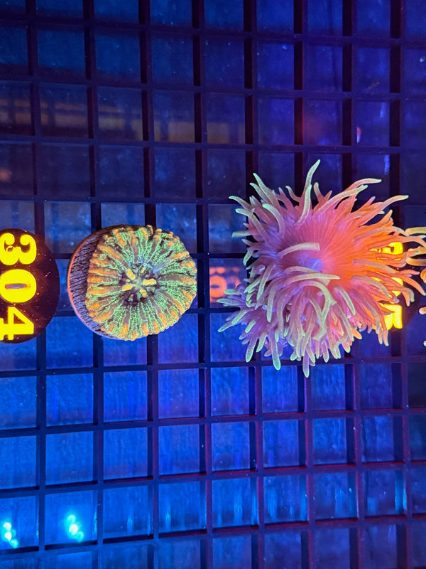 Coral Live Sale Preview