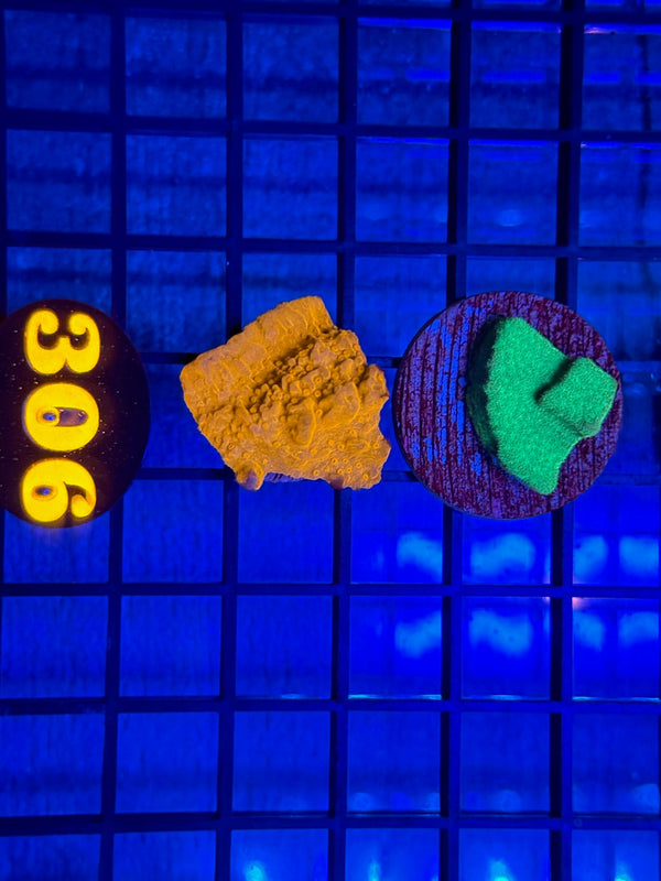 Episode 537 Live Sale Orange Tag #306 FRAG PACK