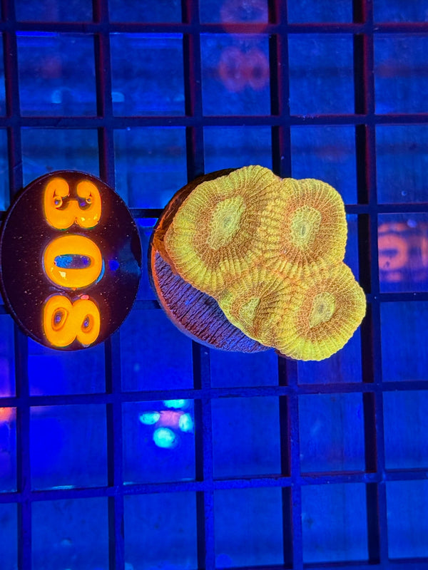 Episode 537 Live Sale Orange Tag #308 FRAG PACK