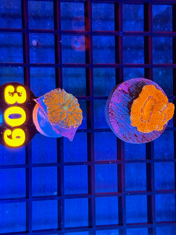 Episode 537 Live Sale Orange Tag #309 FRAG PACK