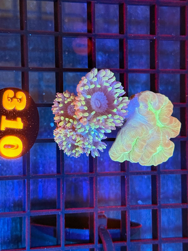 Episode 537 Live Sale Orange Tag #310 FRAG PACK