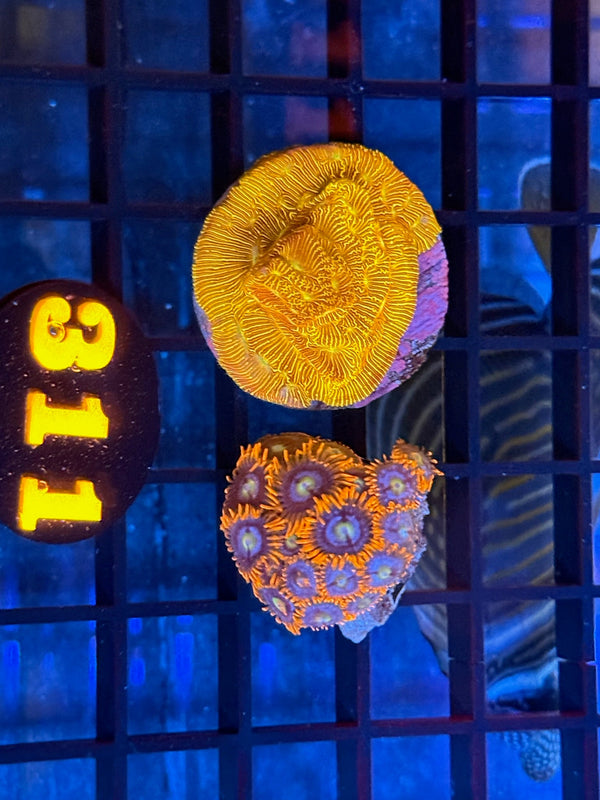 Episode 537 Live Sale Orange Tag #311 FRAG PACK