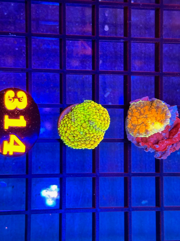 Episode 537 Live Sale Orange Tag #314 FRAG PACK