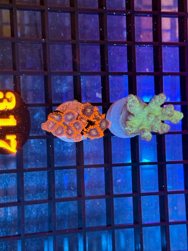 Episode 537 Live Sale Orange Tag #317 FRAG PACK