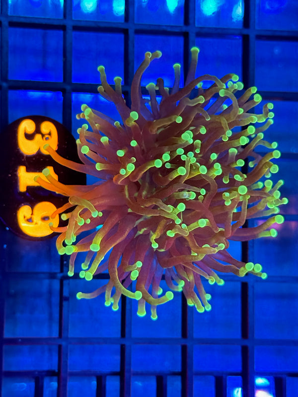 Episode 537 Live Sale Orange Tag #319 FRAG PACK