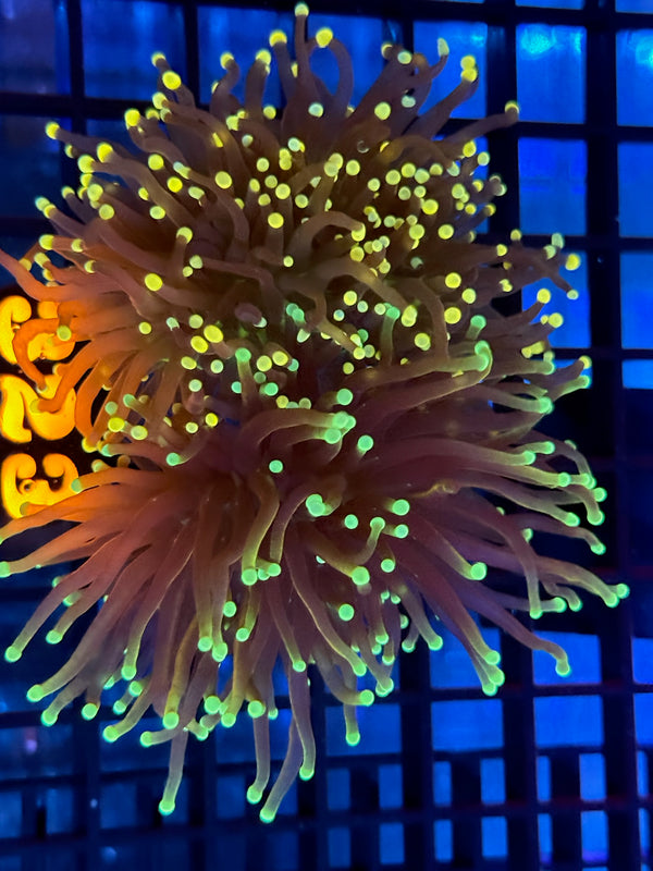 Episode 537 Live Sale Orange Tag #323 FRAG PACK