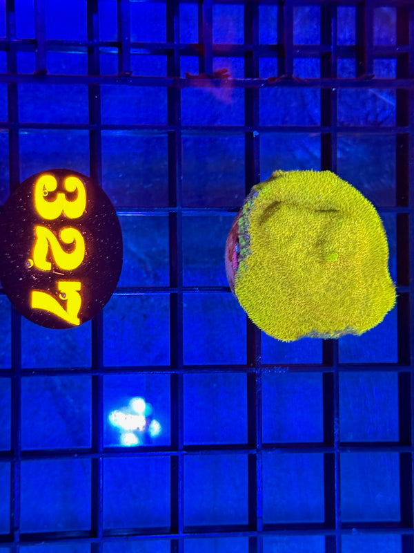 Episode 537 Live Sale Orange Tag #327 FRAG PACK