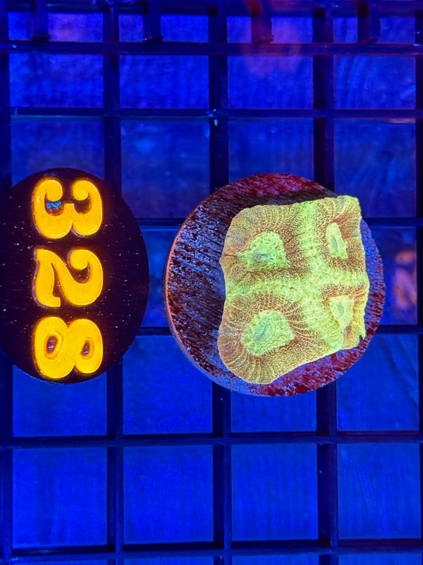 Episode 537 Live Sale Orange Tag #328 FRAG PACK