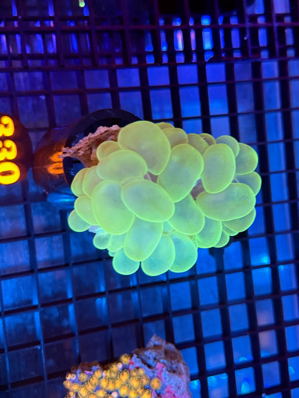 Episode 537 Live Sale Orange Tag #330 GREEN BUBBLE CORAL
