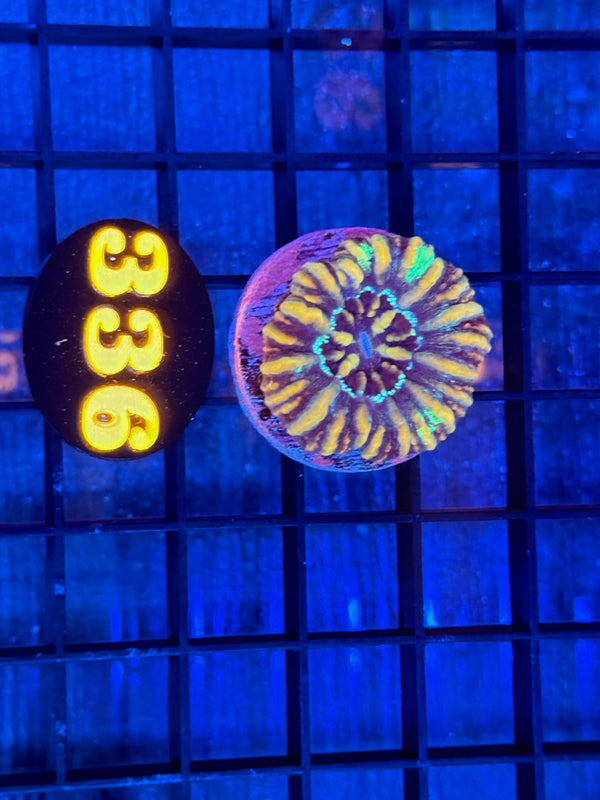 Episode 537 Live Sale Orange Tag #336 FRAG PACK