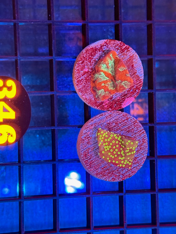 Episode 537 Live Sale Orange Tag #346 FRAG PACK