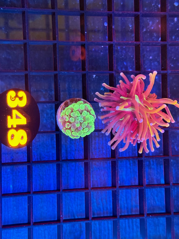 Episode 537 Live Sale Orange Tag #348 FRAG PACK