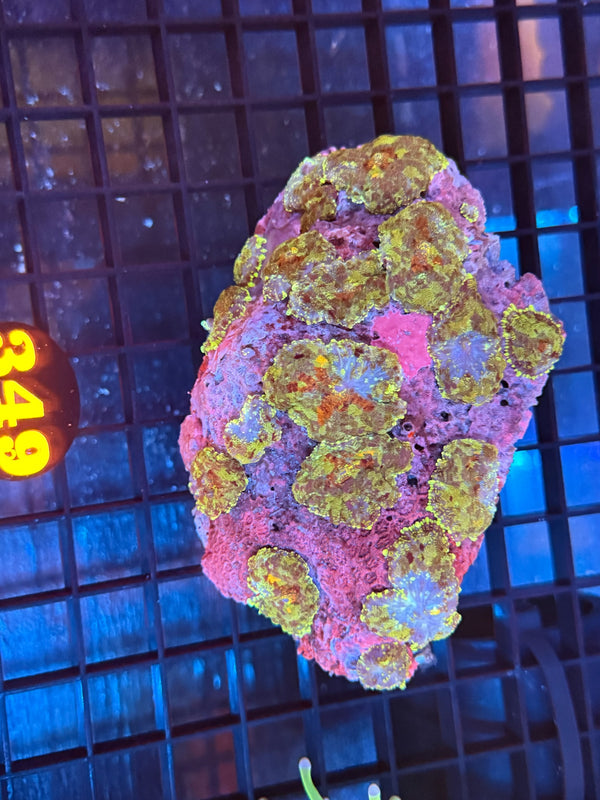 Episode 537 Live Sale Orange Tag #349 MUSHROOM COLONY