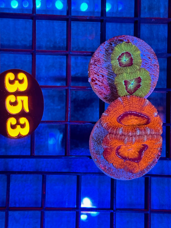 Episode 537 Live Sale Orange Tag #353 FRAG PACK