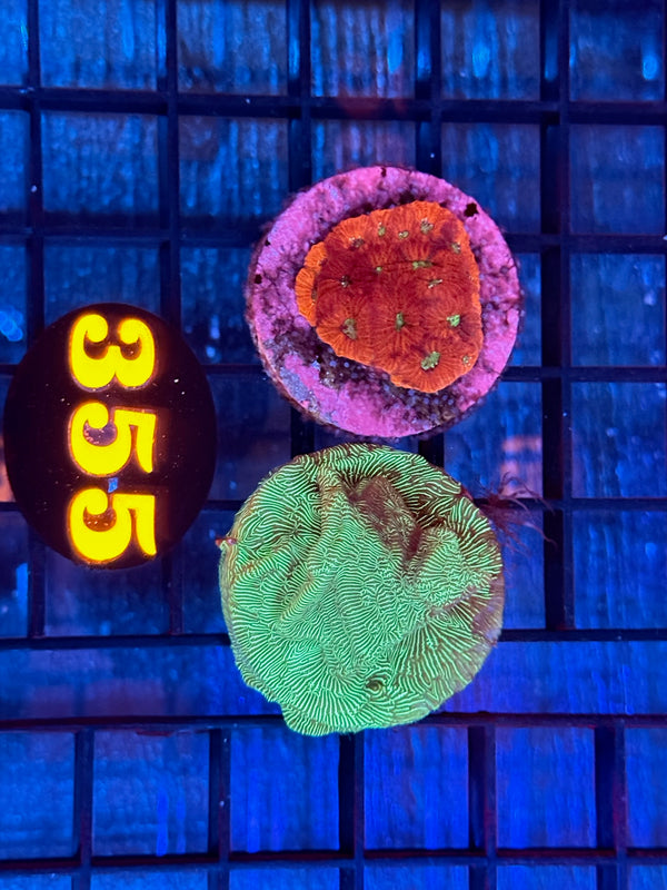 Episode 537 Live Sale Orange Tag #355 FRAG PACK