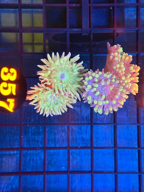 Episode 537 Live Sale Orange Tag #357 FRAG PACK