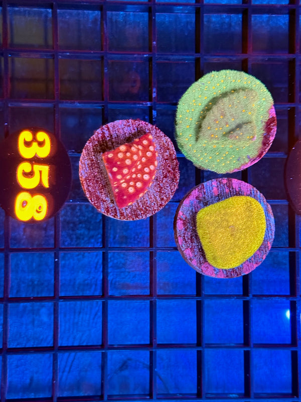 Episode 537 Live Sale Orange Tag #358 FRAG PACK