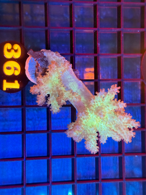 Episode 537 Live Sale Orange Tag #361 FRAG PACK