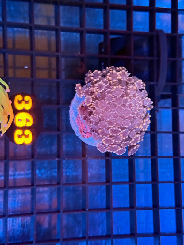 Episode 537 Live Sale Orange Tag #363 FRAG PACK