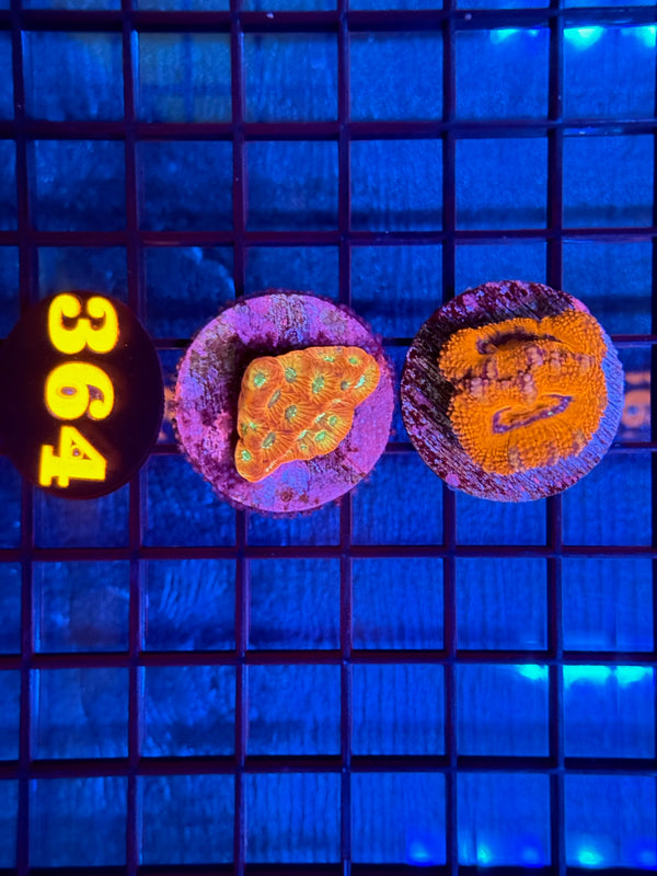 Episode 537 Live Sale Orange Tag #364 FRAG PACK