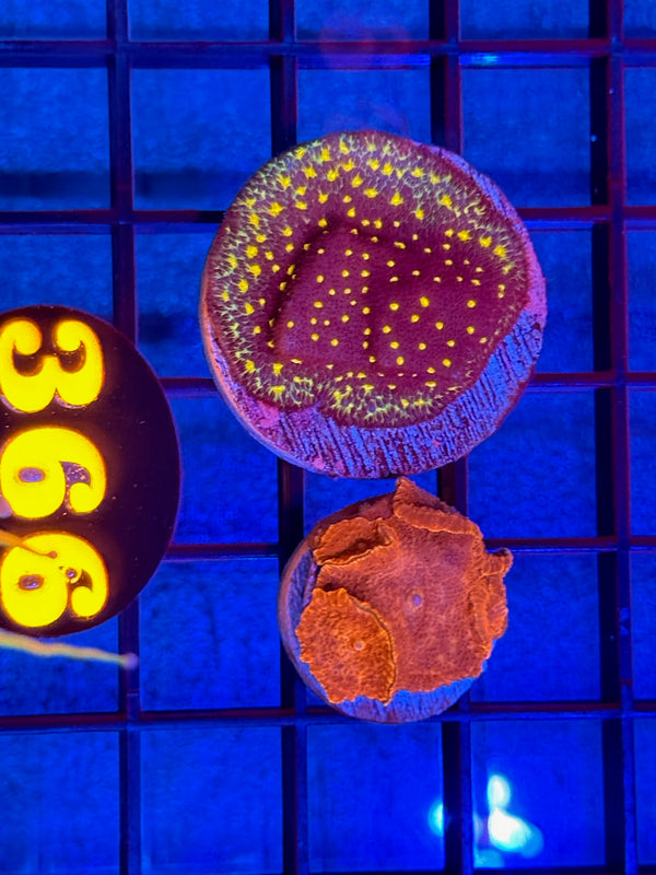 Episode 537 Live Sale Orange Tag #366 FRAG PACK