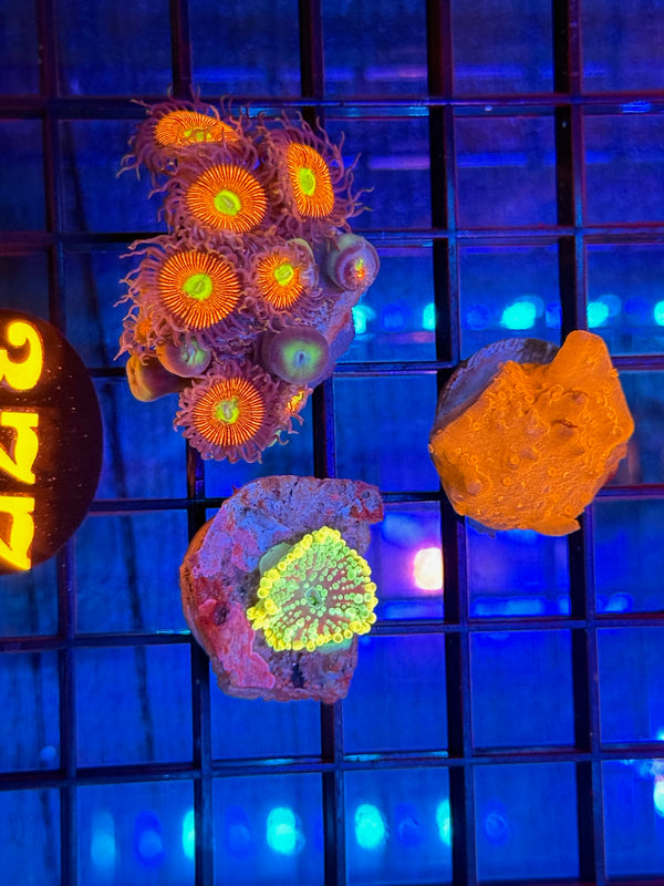 Episode 537 Live Sale Orange Tag #377 FRAG PACK