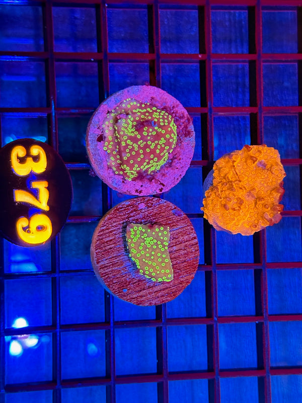 Episode 537 Live Sale Orange Tag #379 FRAG PACK