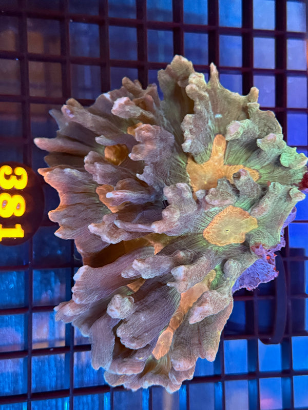 Episode 537 Live Sale Orange Tag #381 PECTINA CORAL