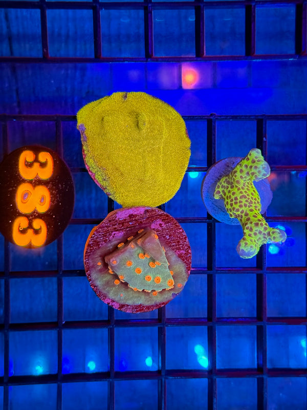 Episode 537 Live Sale Orange Tag #383 FRAG PACK