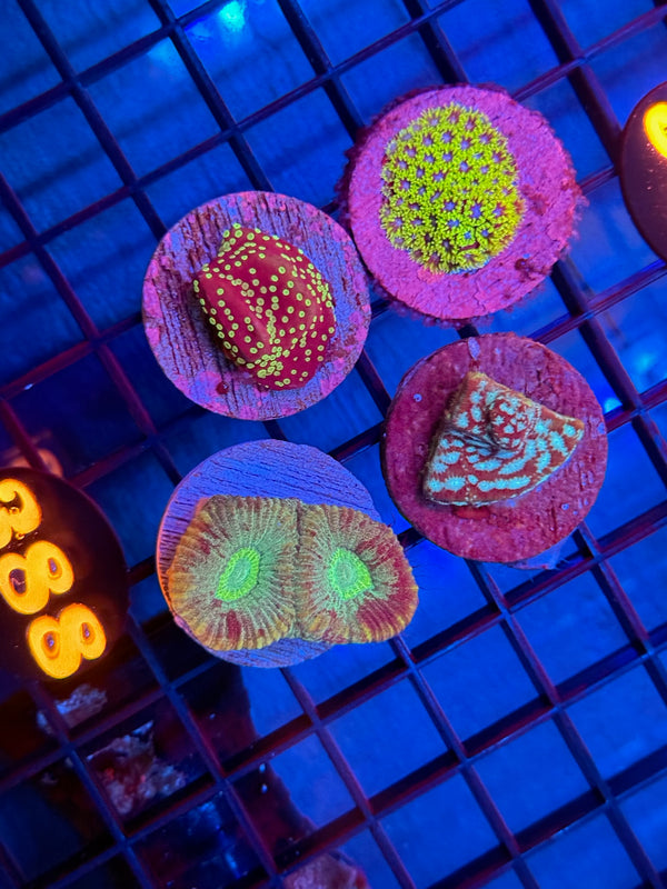 Episode 537 Live Sale Orange Tag #388 FRAG PACK