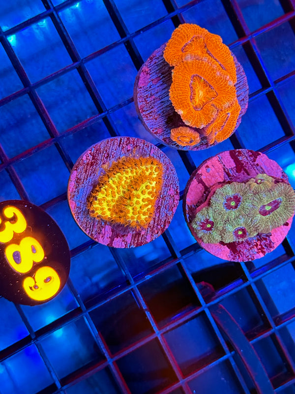 Episode 537 Live Sale Orange Tag #389 FRAG PACK