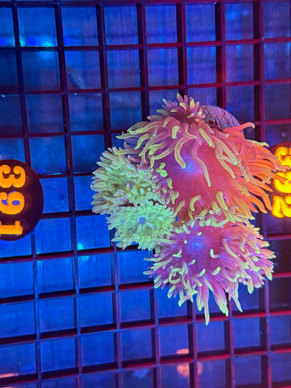 Episode 537 Live Sale Orange Tag #391 FRAG PACK