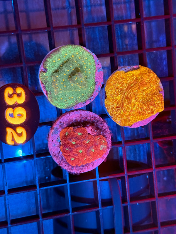 Episode 537 Live Sale Orange Tag #392 FRAG PACK