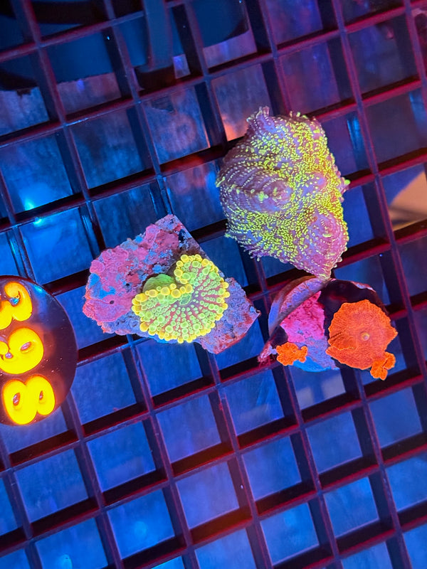 Episode 537 Live Sale Orange Tag #398 FRAG PACK