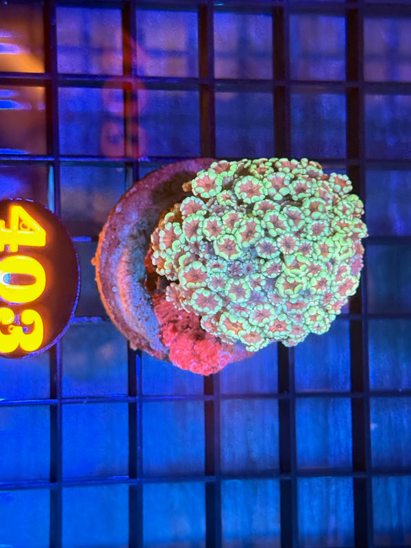 Episode 538 Live Sale Orange Tag #403 MULTI COLOR GONI