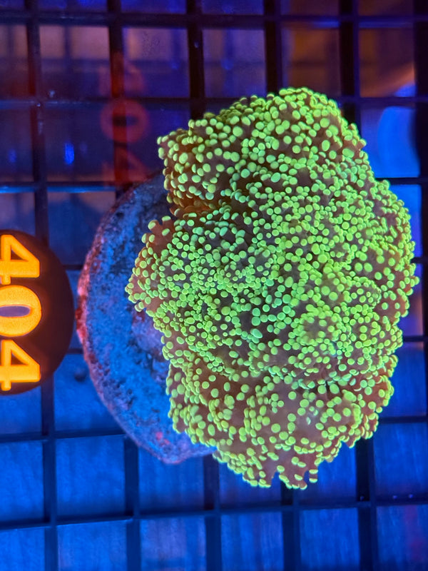 Episode 538 Live Sale Orange Tag #404 BRANCHING FROGSPAWN COLONY